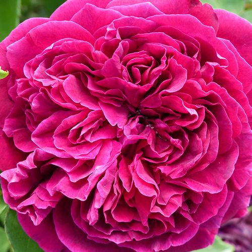 Intenzív illatú rózsa - Rózsa - Arthur de Sansal® - Online rózsa rendelés